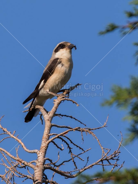 Klikni za ogled večje slike