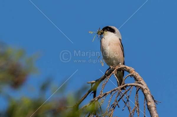 Klikni za ogled večje slike