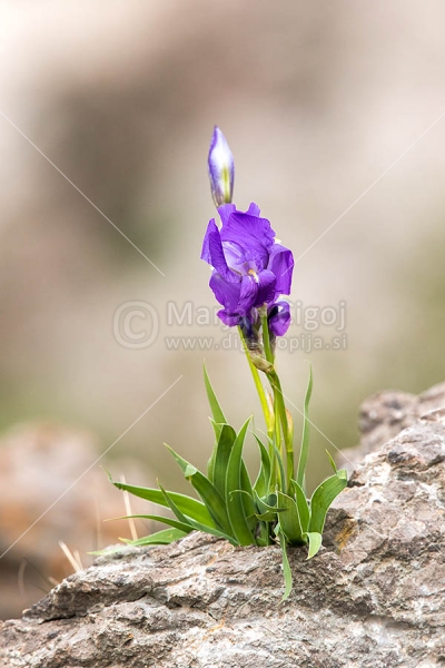 Klikni za ogled večje slike