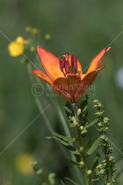 Klikni za ogled večje slike