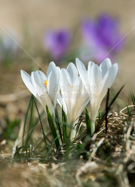 Klikni za ogled večje slike