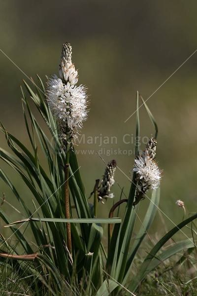 Klikni za ogled večje slike