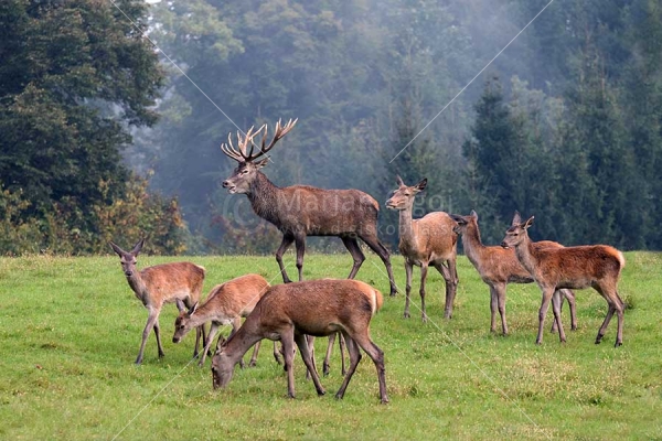 Klikni za ogled večje slike