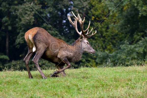 Klikni za ogled večje slike