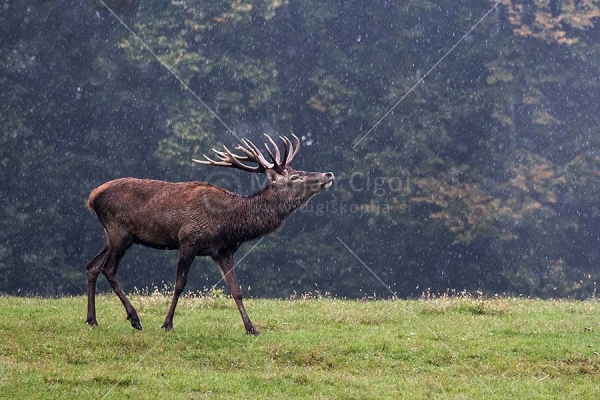 Klikni za ogled večje slike