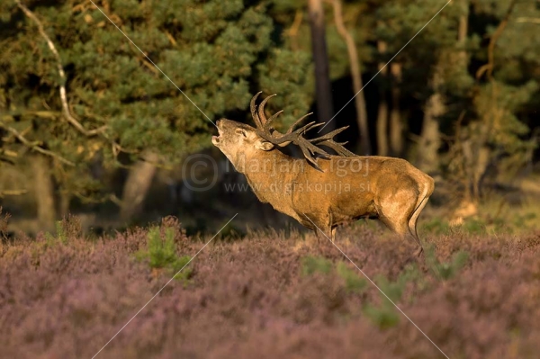 Klikni za ogled večje slike
