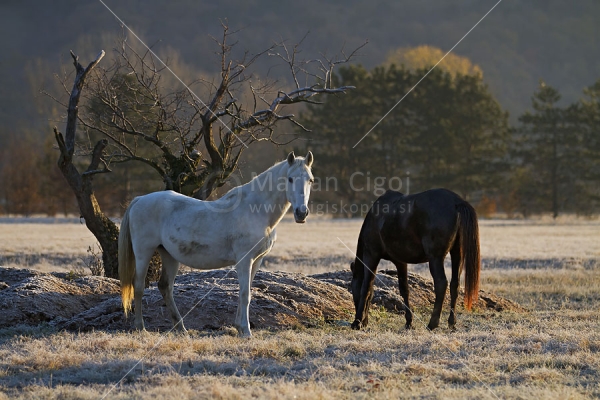 Klikni za ogled večje slike