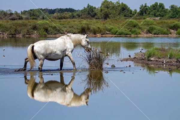 Klikni za ogled večje slike