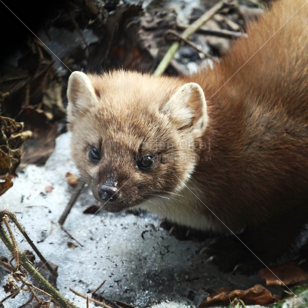 Klikni za ogled večje slike