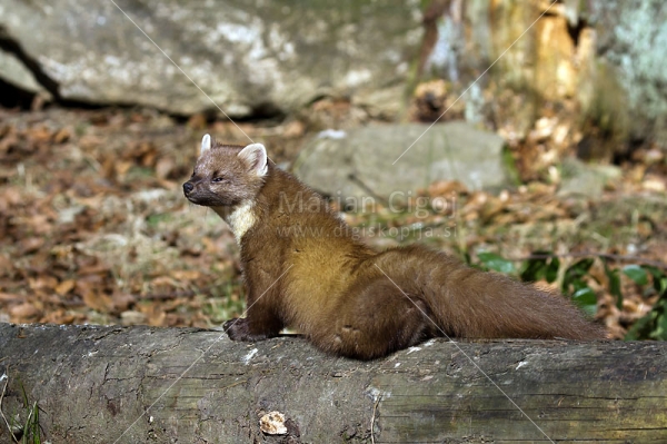 Klikni za ogled večje slike