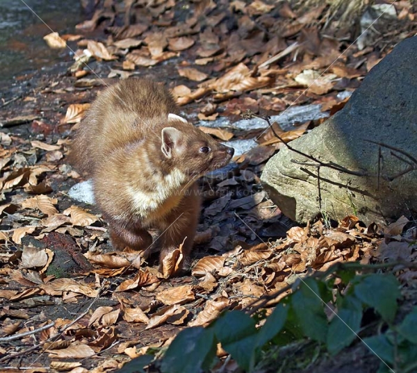 Klikni za ogled večje slike