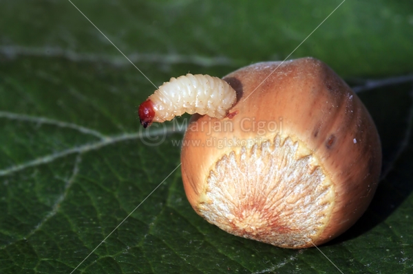 Klikni za ogled večje slike