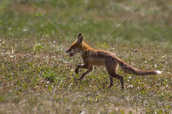 Klikni za ogled večje slike