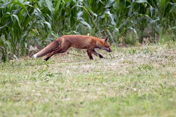 Klikni za ogled večje slike
