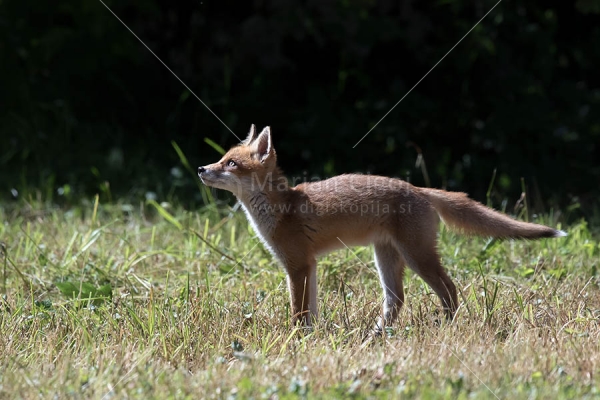 Klikni za ogled večje slike