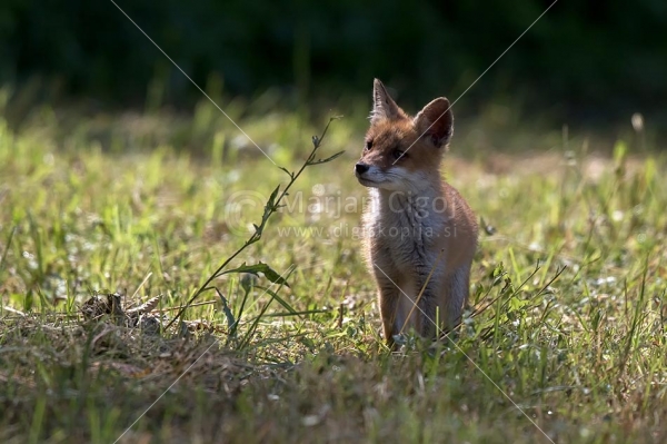 Klikni za ogled večje slike