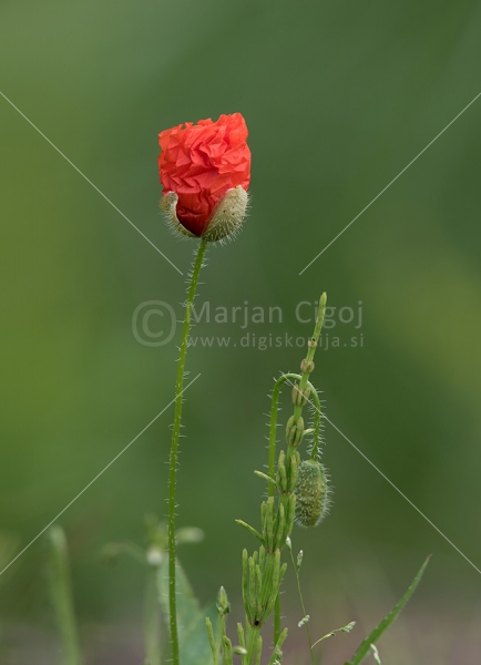 Klikni za ogled večje slike