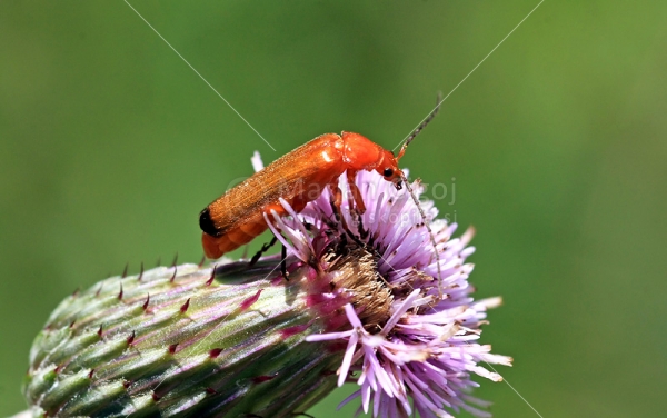 Klikni za ogled večje slike