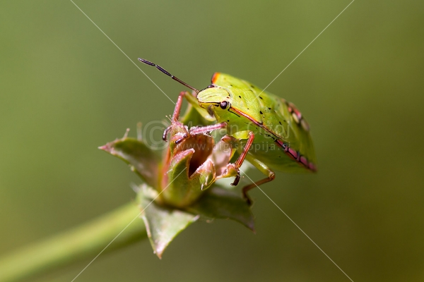 Klikni za ogled večje slike