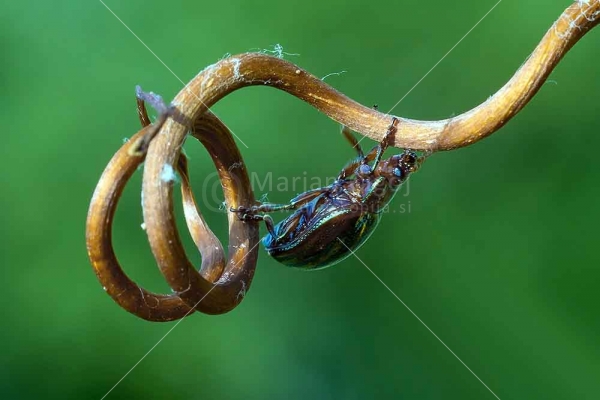 Klikni za ogled večje slike