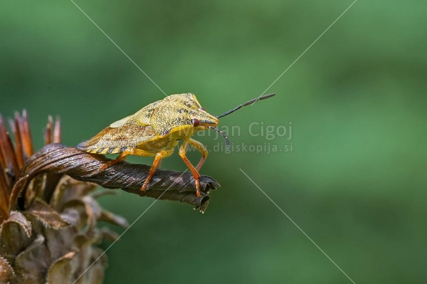Klikni za ogled večje slike