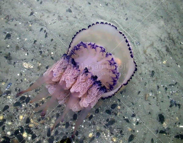 Klikni za ogled večje slike