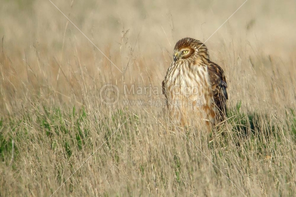 Klikni za ogled večje slike