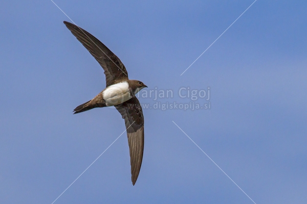 Klikni za ogled večje slike