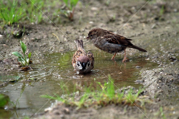 Klikni za ogled večje slike