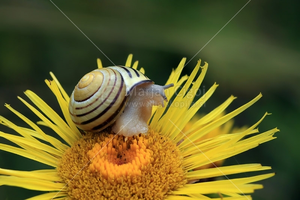 Klikni za ogled večje slike