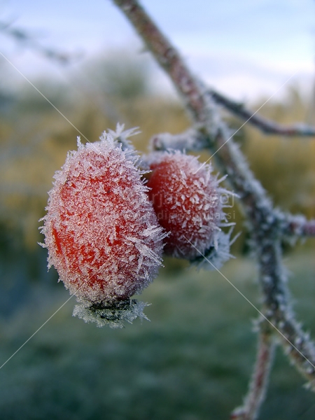 Klikni za ogled večje slike