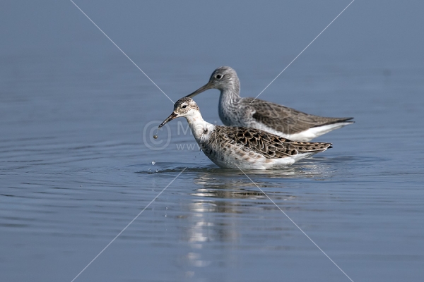 Klikni za ogled večje slike