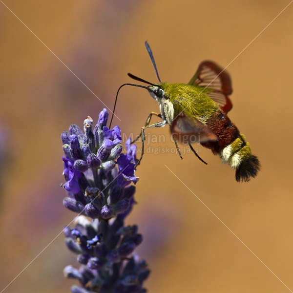 Klikni za ogled večje slike