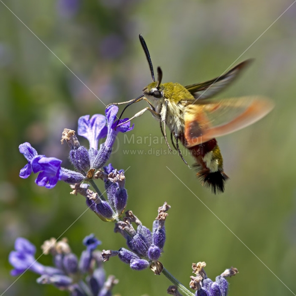 Klikni za ogled večje slike
