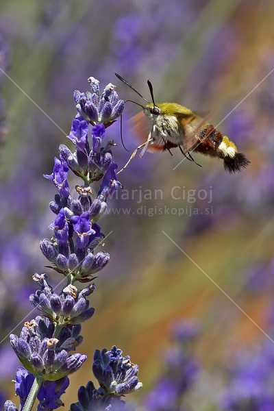 Klikni za ogled večje slike