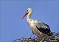 Bela_storklja_White_stork_03.jpg