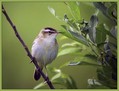 Ime datoteke=Bicja_trstnica_Sedge_warbler_01.jpg
Velikost datoteke=153KB
Dimenzija=826x633
Datum objave=09.12.2007 Bicja_trstnica_Sedge_warbler_01.jpg