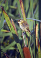 Ime datoteke=Bicja_trstnica_Sedge_warbler_02.jpg
Velikost datoteke=268KB
Dimenzija=572x800
Datum objave=09.12.2007 Bicja_trstnica_Sedge_warbler_02.jpg