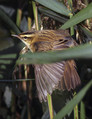 Ime datoteke=Bicja_trstnica_Sedge_warbler_06.jpg
Velikost datoteke=218KB
Dimenzija=600x779
Datum objave=09.12.2007 Bicja_trstnica_Sedge_warbler_06.jpg