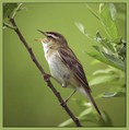 Ime datoteke=Bicja_trstnica_Sedge_warbler_07.jpg
Velikost datoteke=132KB
Dimenzija=631x639
Datum objave=09.12.2007 Bicja_trstnica_Sedge_warbler_07.jpg