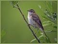 Ime datoteke=Bicja_trstnica_Sedge_warbler_08.jpg
Velikost datoteke=128KB
Dimenzija=831x631
Datum objave=09.12.2007 Bicja_trstnica_Sedge_warbler_08.jpg