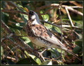 Ime datoteke=Brinovka_Fieldfare_03.jpg
Velikost datoteke=158KB
Dimenzija=744x580
Datum objave=09.12.2007 Brinovka_Fieldfare_03.jpg