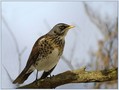 Ime datoteke=Brinovka_Fieldfare_04.jpg
Velikost datoteke=138KB
Dimenzija=795x600
Datum objave=09.12.2007 Brinovka_Fieldfare_04.jpg