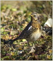 Ime datoteke=Brinovka_Fieldfare_05.jpg
Velikost datoteke=233KB
Dimenzija=600x678
Datum objave=09.12.2007 Brinovka_Fieldfare_05.jpg