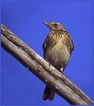Ime datoteke=Brinovka_Fieldfare_06.jpg
Velikost datoteke=161KB
Dimenzija=620x700
Datum objave=09.12.2007 Brinovka_Fieldfare_06.jpg