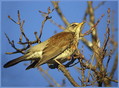 Ime datoteke=Brinovka_Fieldfare_07.jpg
Velikost datoteke=213KB
Dimenzija=800x591
Datum objave=09.12.2007 Brinovka_Fieldfare_07.jpg