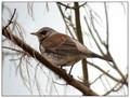 Ime datoteke=Brinovka_Fieldfare_09.jpg
Velikost datoteke=194KB
Dimenzija=778x590
Datum objave=09.12.2007 Brinovka_Fieldfare_09.jpg