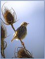 Brskinka_Fan_tailed_warbler_01.jpg