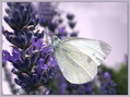 Metulj_Butterfly_03.jpg