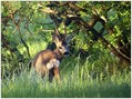 Srnjak_Roe_deer_01.jpg